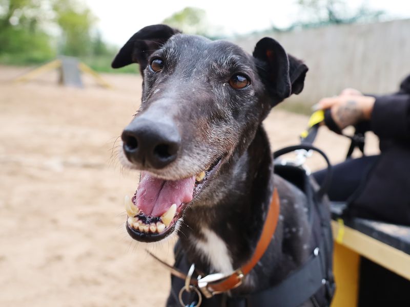 Herbie | Greyhound | Leeds - 7