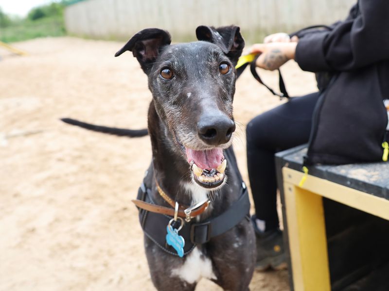 Herbie | Greyhound | Leeds - 2
