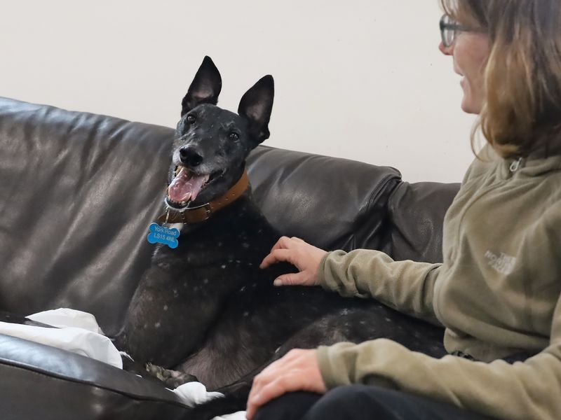Herbie | Greyhound | Leeds - 3