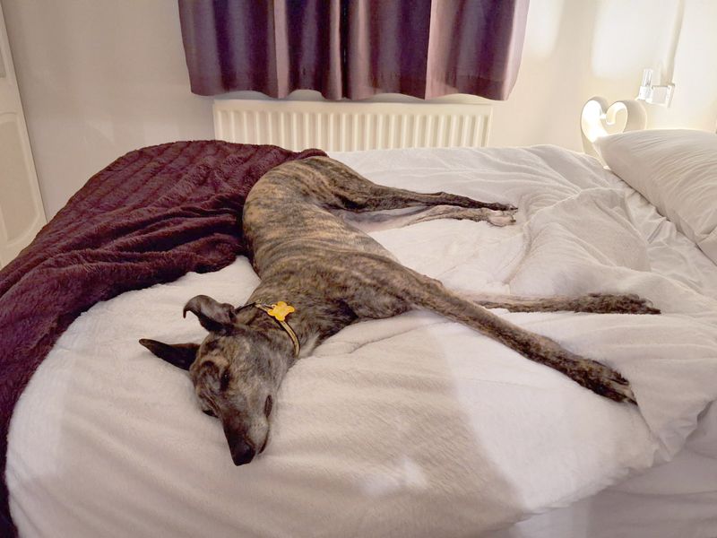 Greyhound Dogs And Puppies For Adoption