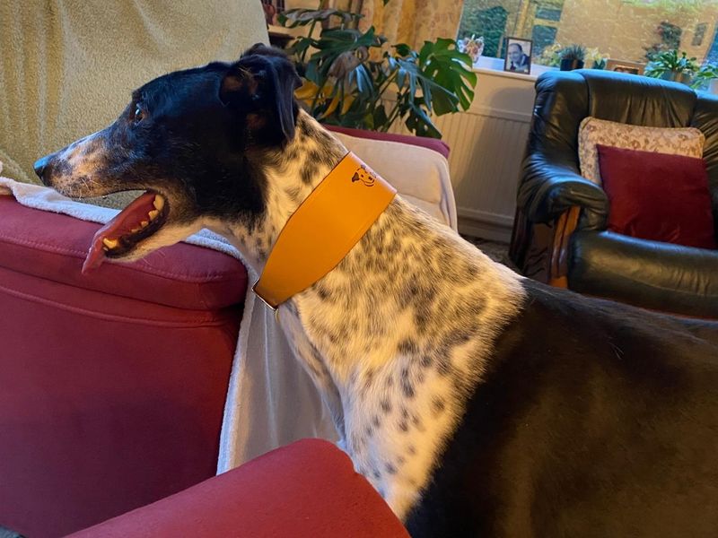 Greyhound Dogs And Puppies For Adoption