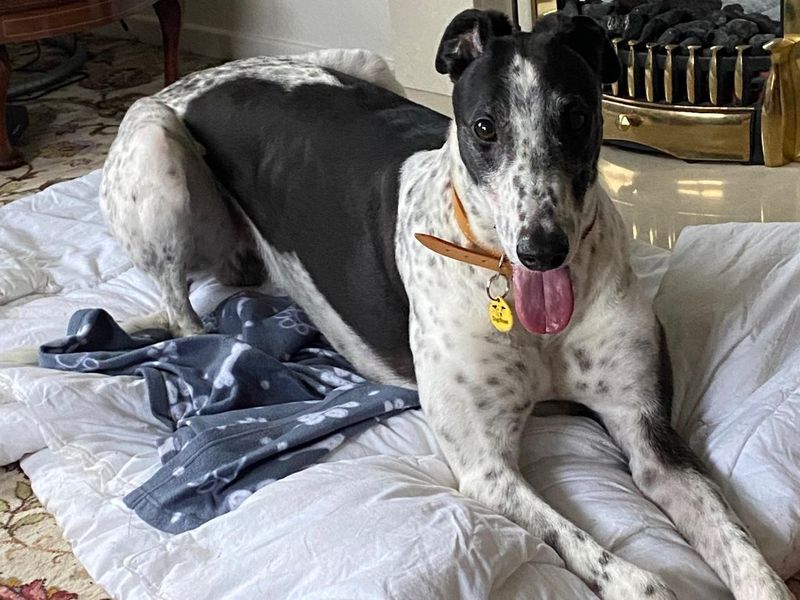 Greyhound for adoption in Leeds, Kent – 4 years old - Image 3 of 3