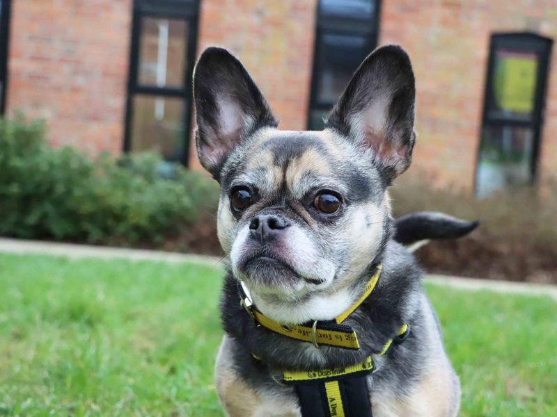 French Bulldog Dogs And Puppies For Adoption