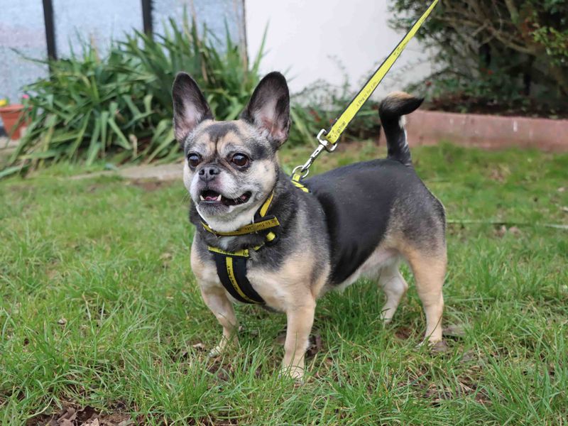 Honey - Image 2 of 3