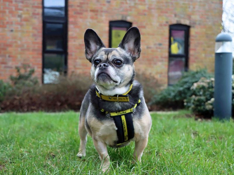 Honey - Image 3 of 3