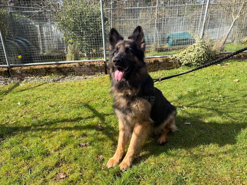 Icarus | German Shepherd Dog | Cumbria - 1