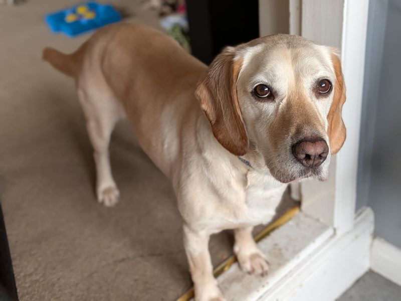 Spud, a 4 years old male Beagle available for adoption from Dogs Trust in Leeds, West Yorkshire