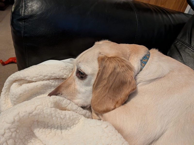 Beagle Dogs And Puppies For Adoption