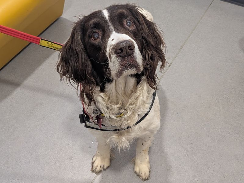 Buster - Image 2 of 2