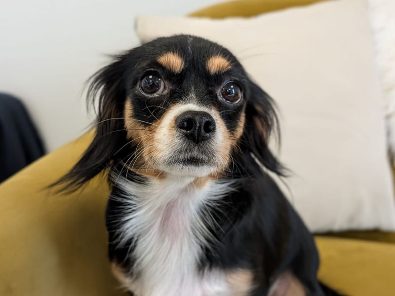 Cavalier King Charles Spaniel Dogs And Puppies For Adoption