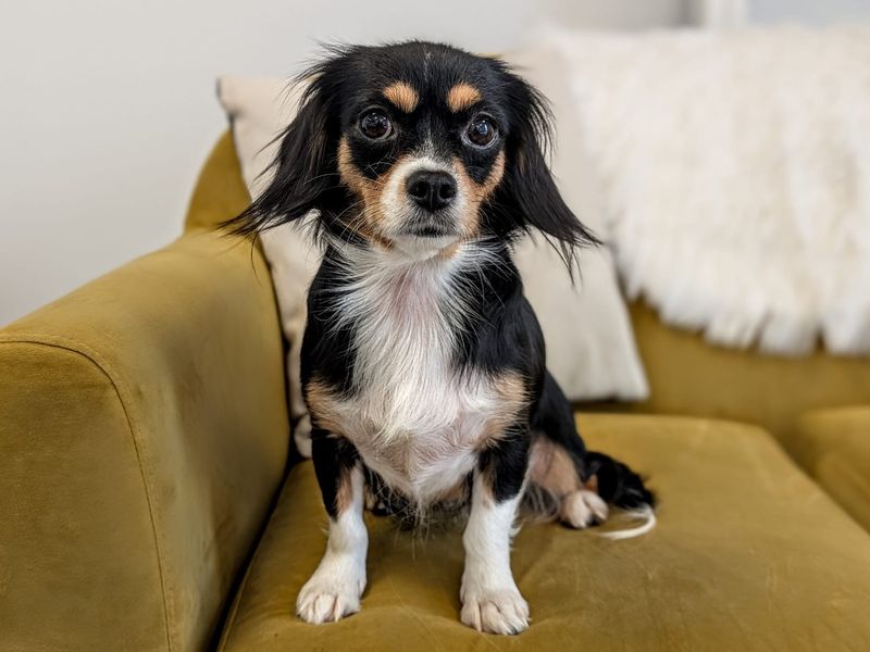 Harpy - Image 2 of 2