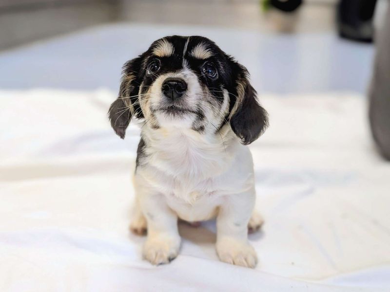 Cosmo | Crossbreed | Cardiff - 3
