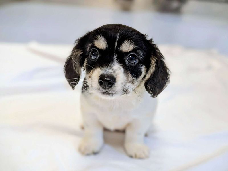Cosmo | Crossbreed | Cardiff - 1