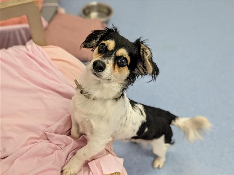 Cosmo | Crossbreed | Cardiff - 7