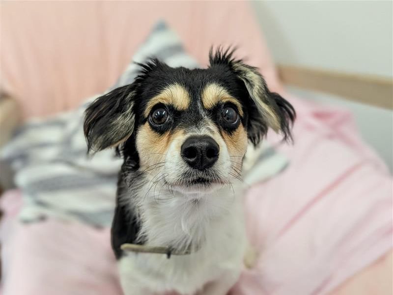 Cosmo | Crossbreed | Cardiff - 4