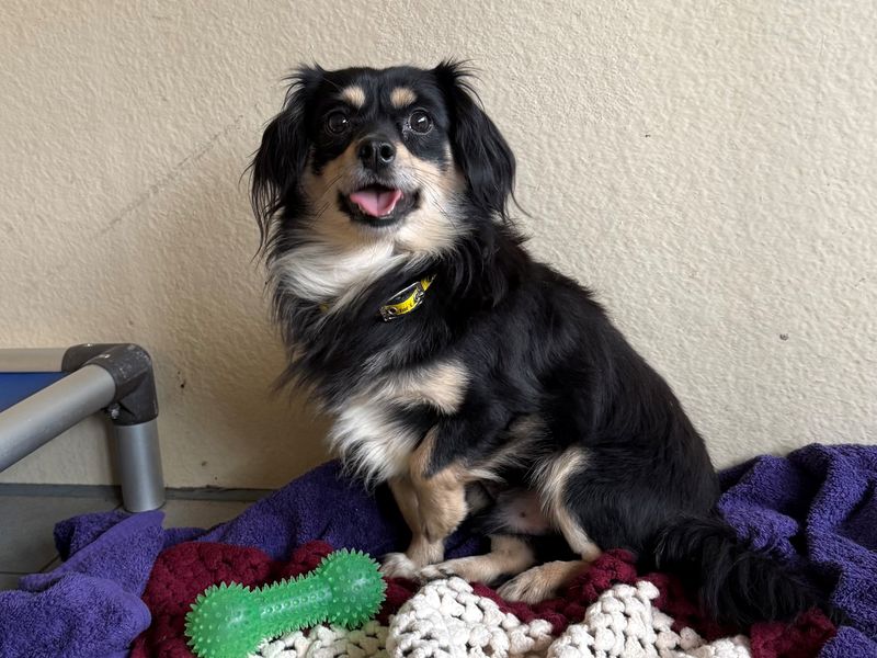 Chihuahua Dogs And Puppies For Adoption