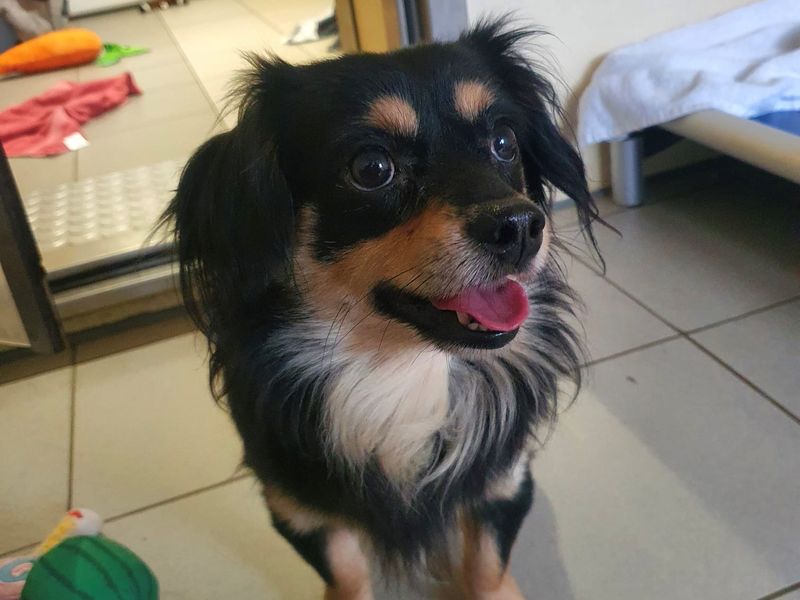 Dragon - Image 2 of 3