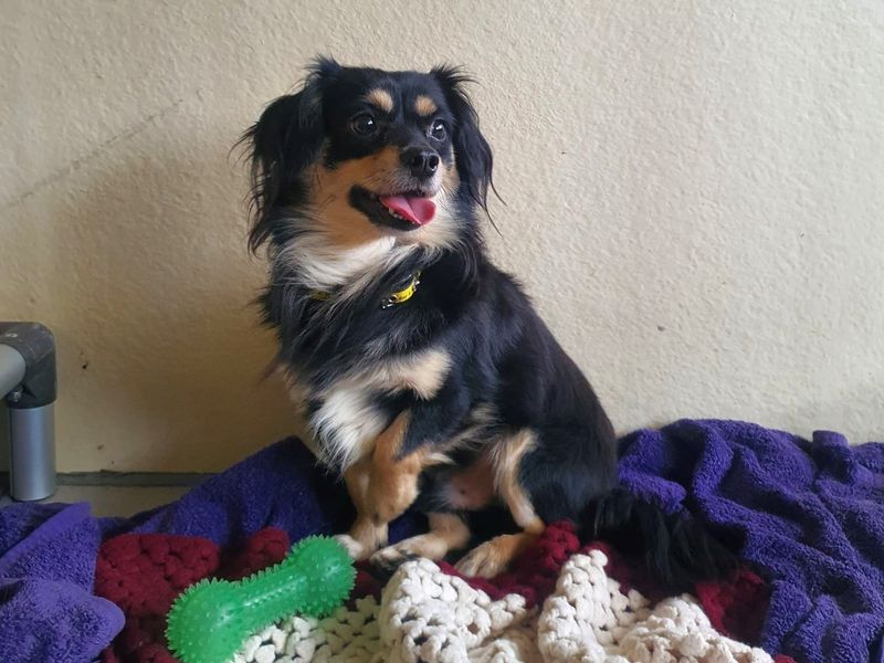 Dragon - Image 3 of 3