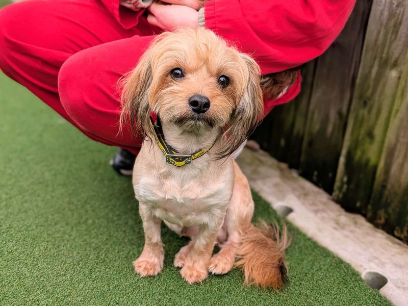 Yorkshire Terrier Dogs And Puppies For Adoption