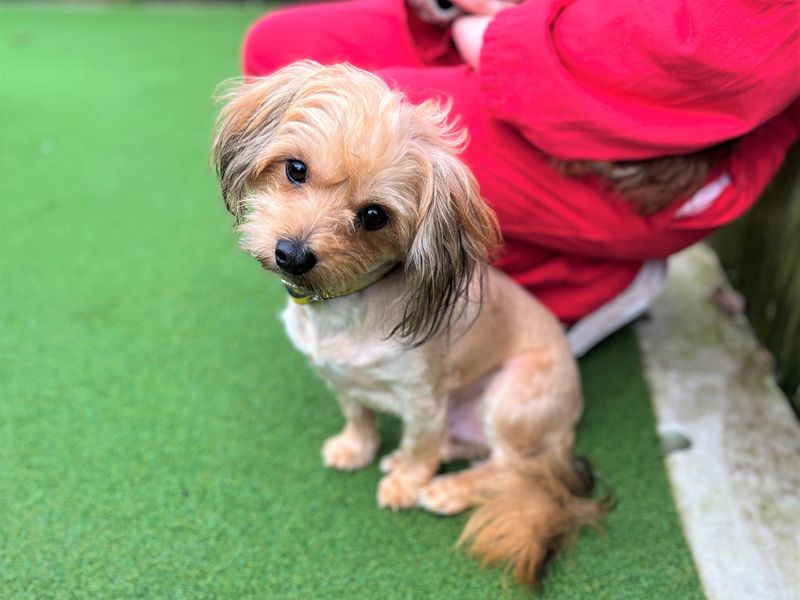 Troll - Image 4 of 5