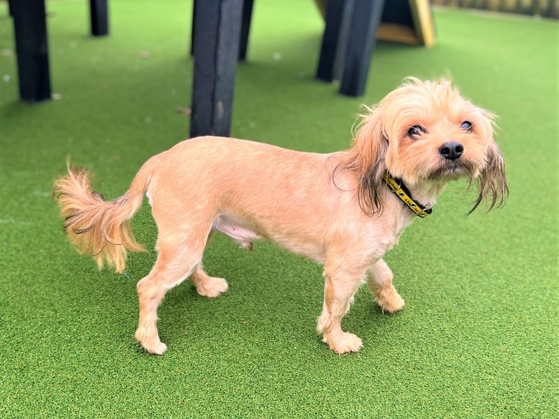 Troll - Image 3 of 5