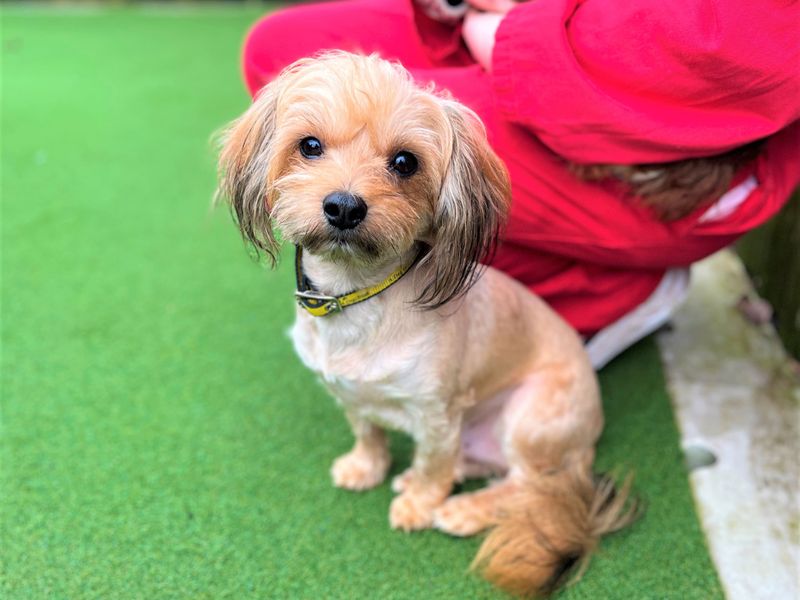 Troll - Image 2 of 5