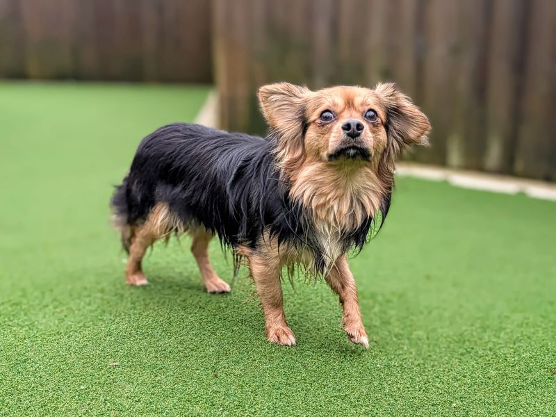 Phoenix - Image 2 of 2