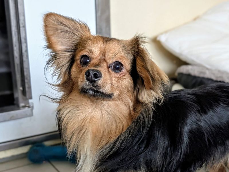 Chihuahua Dogs And Puppies For Adoption