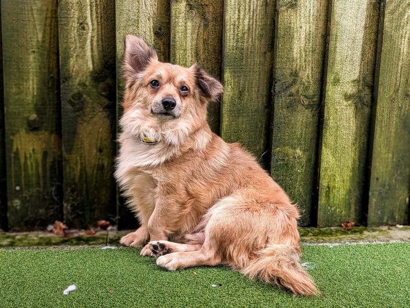 Chihuahua for adoption in Cardiff, Glamorgan – 1 year old