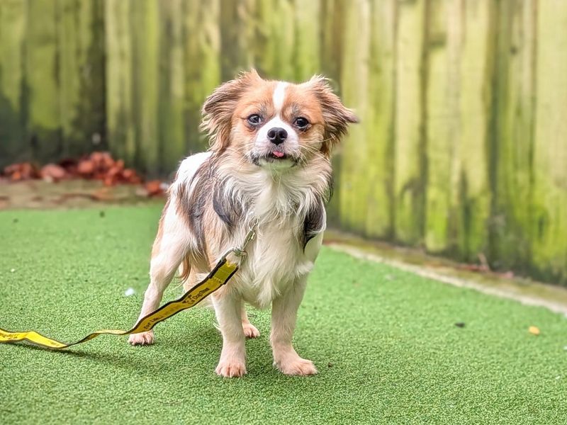 Orc, a 2 years old male Crossbreed available for adoption from Dogs Trust in Splott, Wales