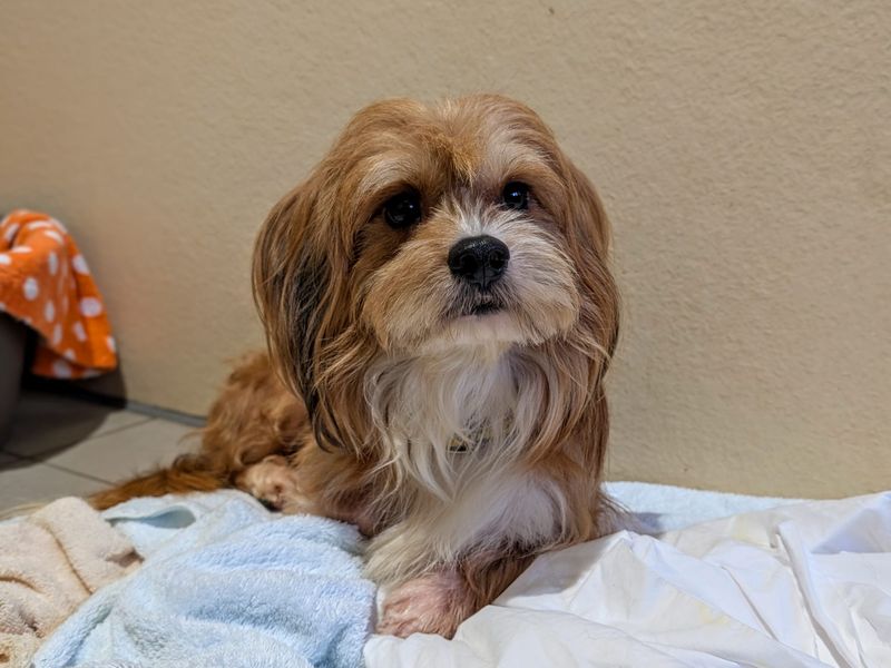 Unicorn, a 4 years old male Crossbreed available for adoption from Dogs Trust in Splott, Wales