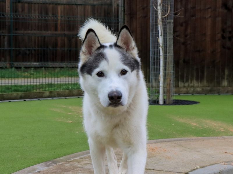 Alaskan Malamute Dogs And Puppies For Adoption