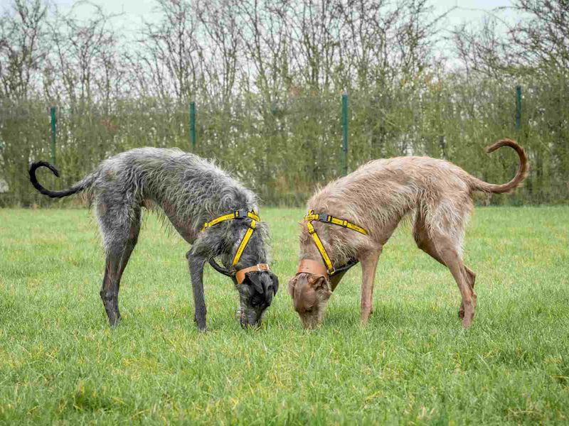 Greyhound for adoption in Wymeswold, Leicestershire – 2 years old