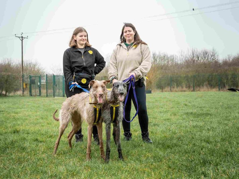 Greyhound for adoption in Wymeswold, Leicestershire – 2 years old - Image 4 of 4