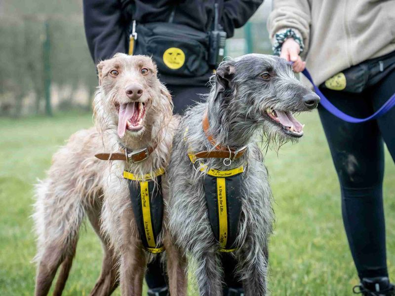 Greyhound for adoption in Wymeswold, Leicestershire – 2 years old - Image 2 of 4