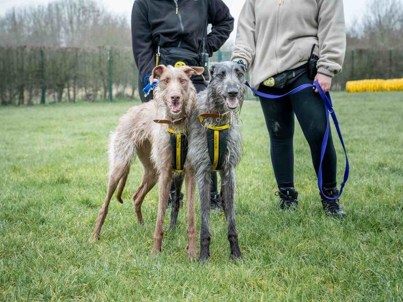 Greyhound for adoption in Wymeswold, Leicestershire – 2 years old - Image 3 of 4