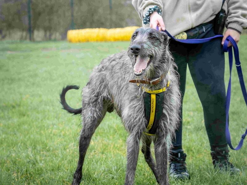 undefined | Deerhound Cross | undefined - 2