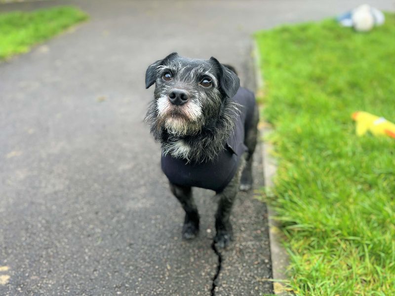 Jack Russell Terrier for adoption in Rhondda Cynon Taf – 4 years old - Image 4 of 4