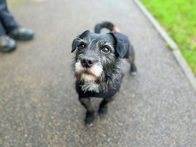 Sammy | Terrier (Jack Russell) Cross | Bridgend (Wales) - 1