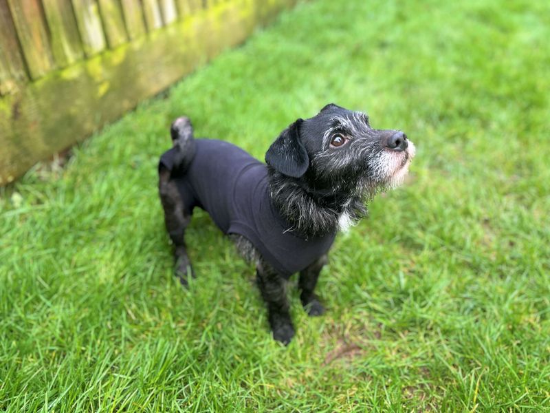 Jack Russell Terrier for adoption in Rhondda Cynon Taf – 4 years old - Image 2 of 4