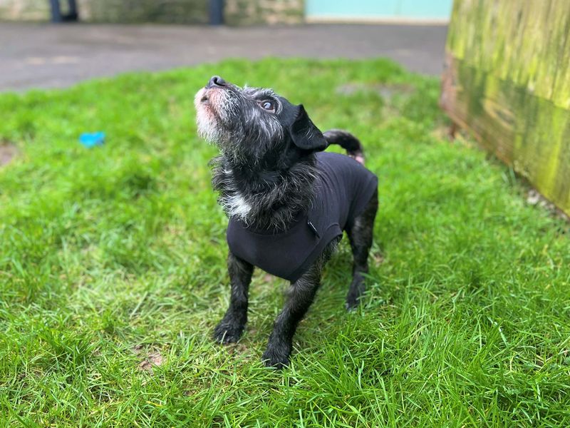 Jack Russell Terrier for adoption in Rhondda Cynon Taf – 4 years old - Image 3 of 4