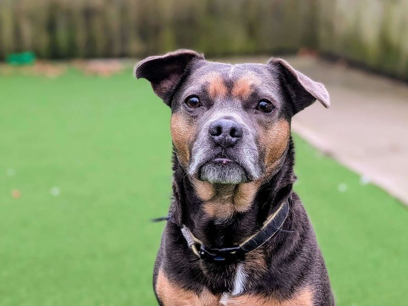 Charlie | French Bulldog Cross | Cardiff - 1