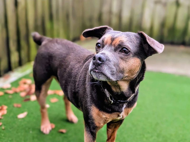 Charlie - Image 6 of 6