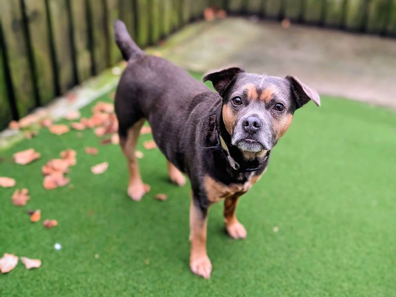 Charlie - Image 2 of 6