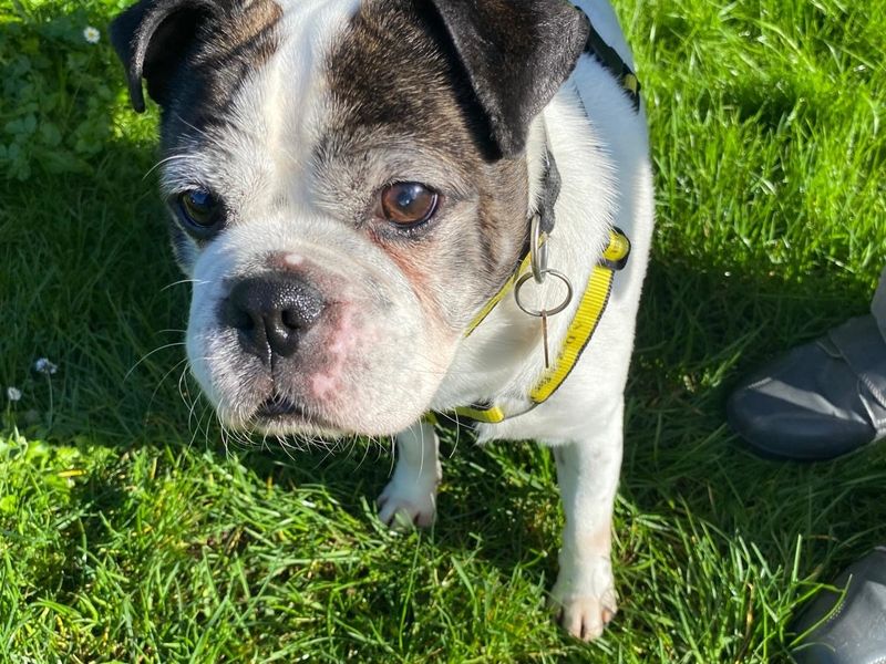 Milo | Terrier (Staffordshire Bull) Cross | Shoreham (Sussex) - 1