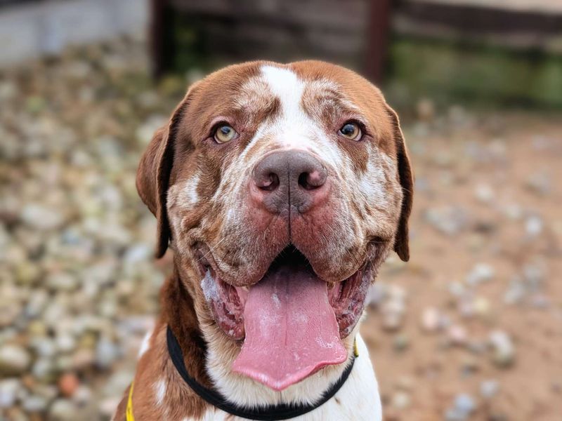 Champ, a 4 years old male Unknown available for adoption from Dogs Trust in Splott, Wales