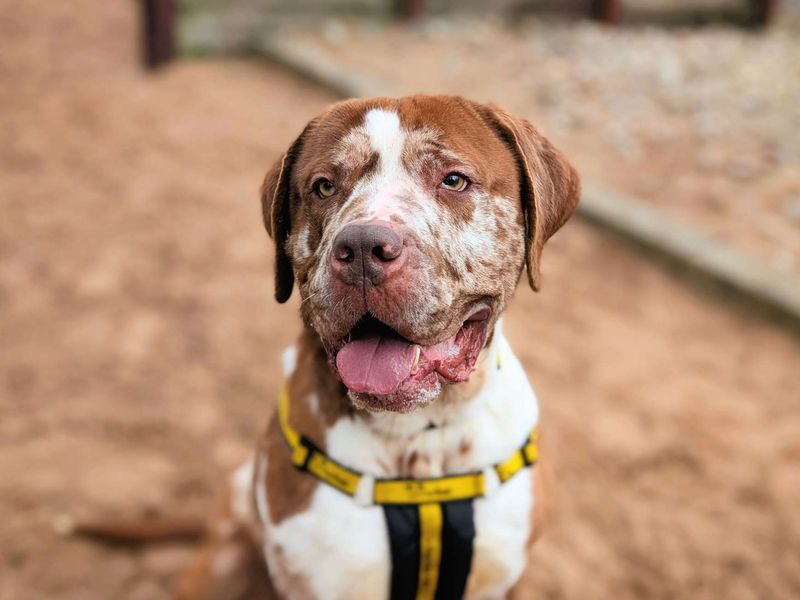 Champ - Image 5 of 7