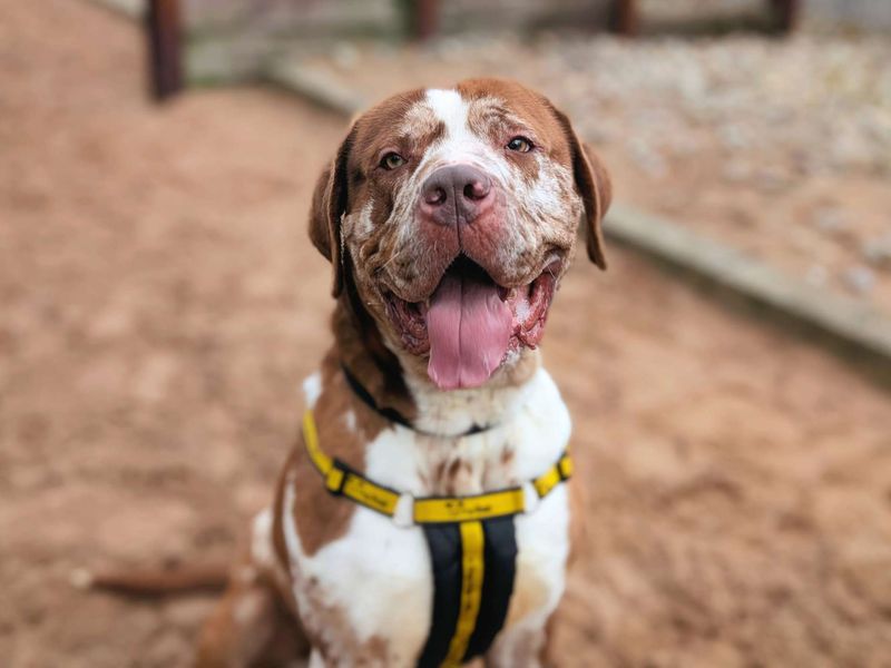 Champ - Image 6 of 7