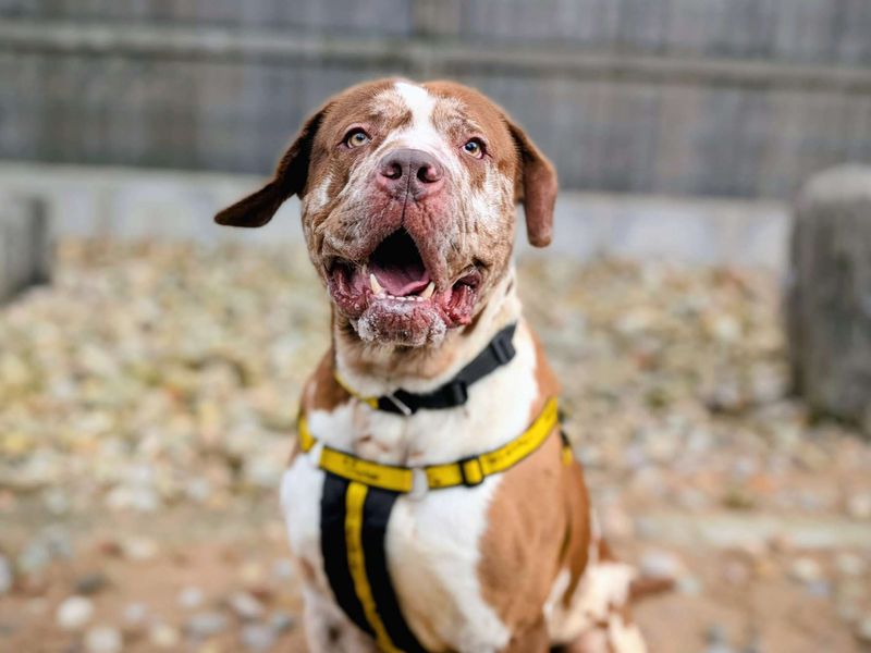 Champ - Image 4 of 7