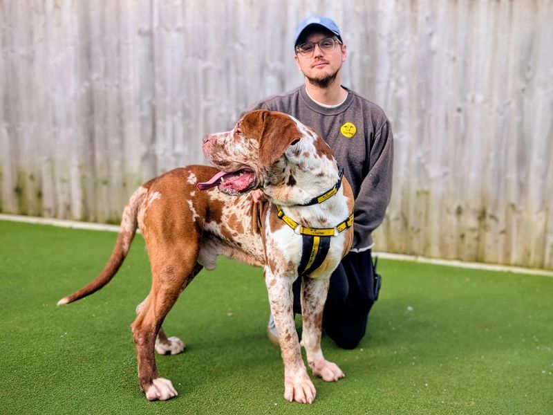 Champ | Great Dane Cross | Cardiff - 1